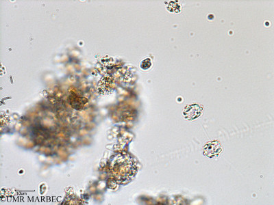 phyto/Bizerte/bizerte_bay/RISCO February 2015/Thalassiosira sp1 (ancien Baie_T5-C3-Thalassiosira spp-2).tif(copy)_thumb.jpg